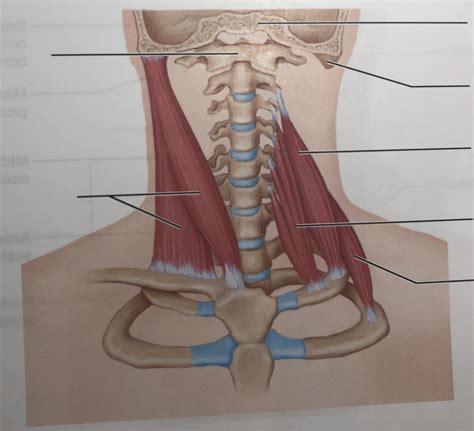 muscles  anterior neck  throat diagram quizlet