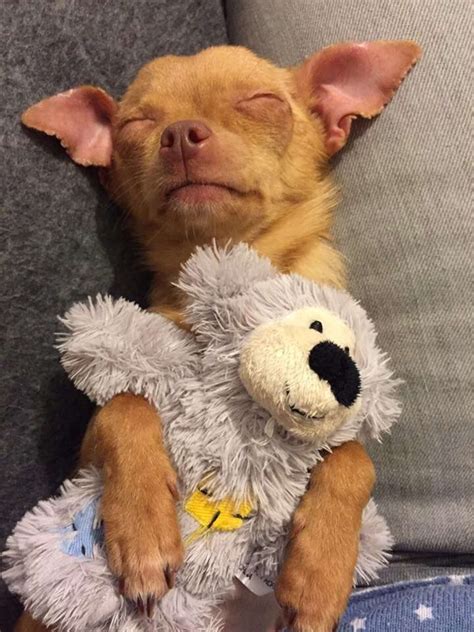 Tiny Chihuahua Couldn't Stop Shaking — Until Her New Mom Rescued Her - The Dodo