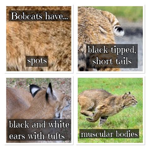 How to Tell A Bobcat from a House Cat – For Fox Sake Wildlife Rescue