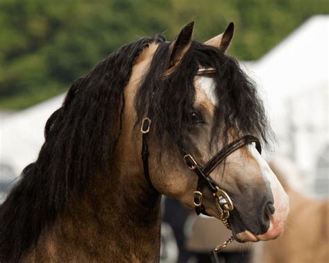 Poney Welsh : histoire, origine, élevage | Equidassur