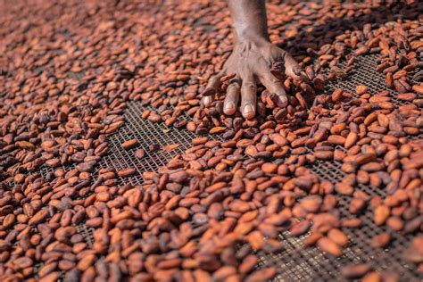 Trailblazers of the Dominican Republic’s emblematic organic cocoa