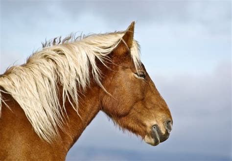 races de cheval - LAROUSSE