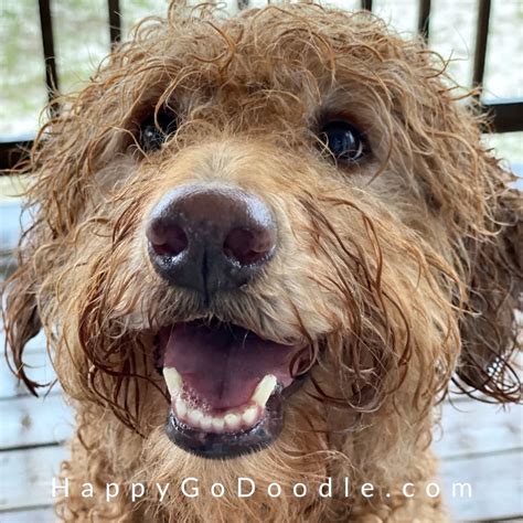 Is Your Puppy Happy? 10 Signs of a Happy Puppy - Hunter Games Magazine