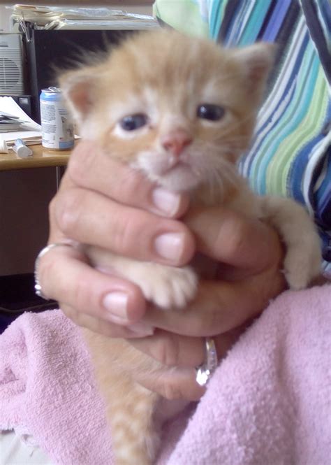 Blog fixed (and a cute kitten) – the Papertrail