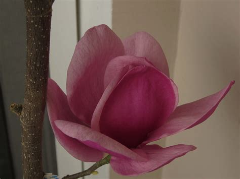 Магнолия/ Magnolia - Page 233 - Форум HobbyKafe.com