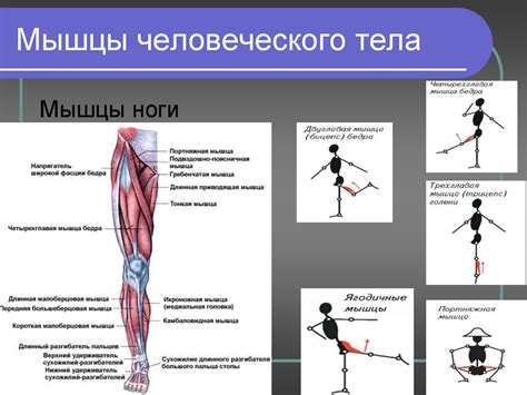 Строение и работа скелетных мышц. (8 класс) - презентация онлайн