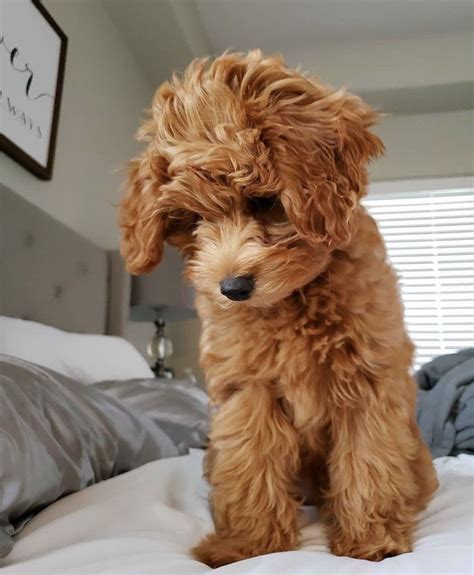 Differences between f1 f1b goldendoodles – Artofit