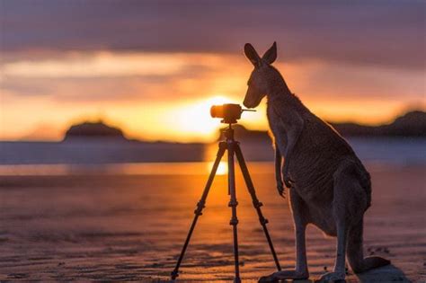 Where to meet Australia's weirdest animals – Tourism Australia ...