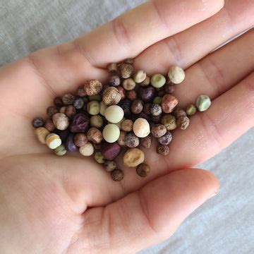 2025 US Seed Collection – Going to Seed