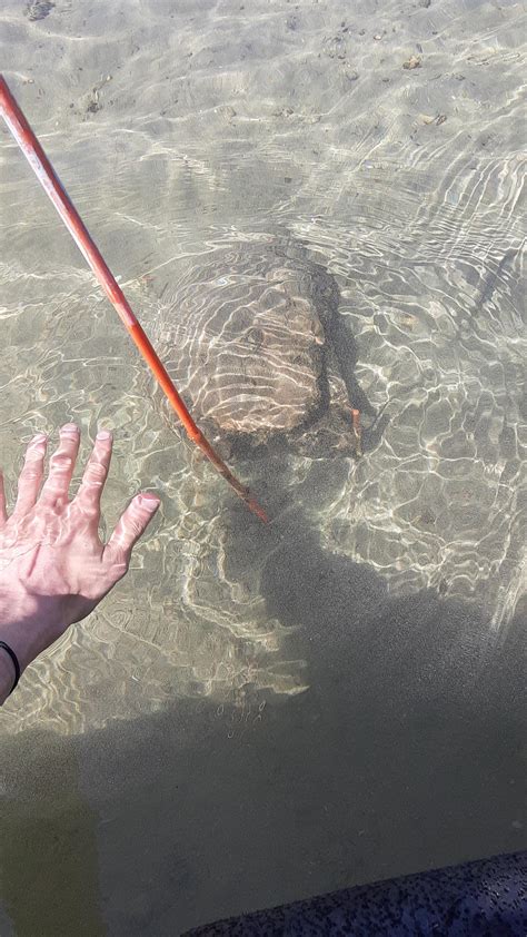 Massive freshwater clam : r/interestingasfuck