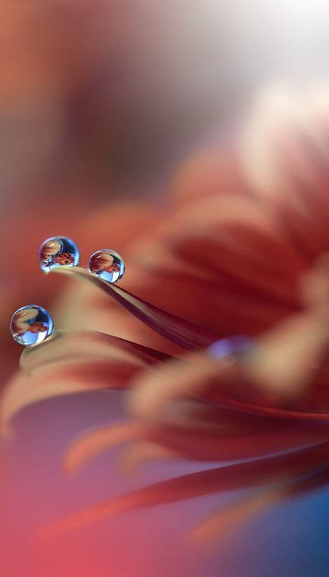 ♥♥♥♥~~~~~~~~~~~~~~♥♥♥♥ | Sfondi floreali, Bellissimi sfondi, Immagini ...
