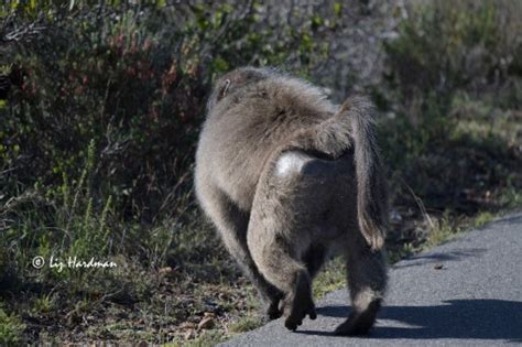 Baboons’ wild ways – Nature on the Edge
