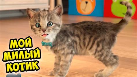 😻Мой милый котенок😻 Игра про котика Ухаживаю за питомцем - YouTube