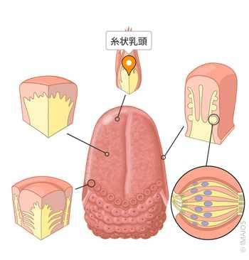 anatomy imaios