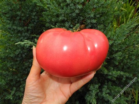 томат Куртово Конаре (Болгария) от ЛаныД - Альбомы - tomat-pomidor.com