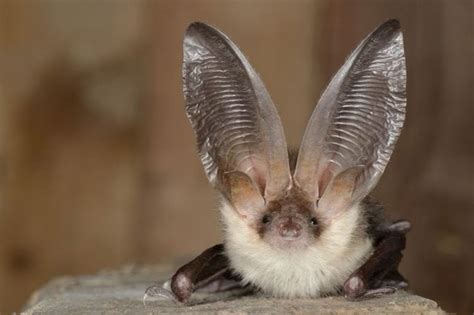 This is a Grey long-eared bat | Bat species, Cute bat, Animals beautiful
