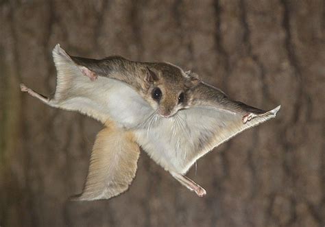 Flying Squirrel - Lewisboro Field Guide