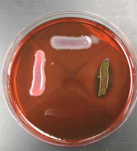 plate  diagram quizlet