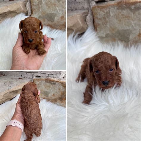 Poodle Puppies For Sale In Arkansas