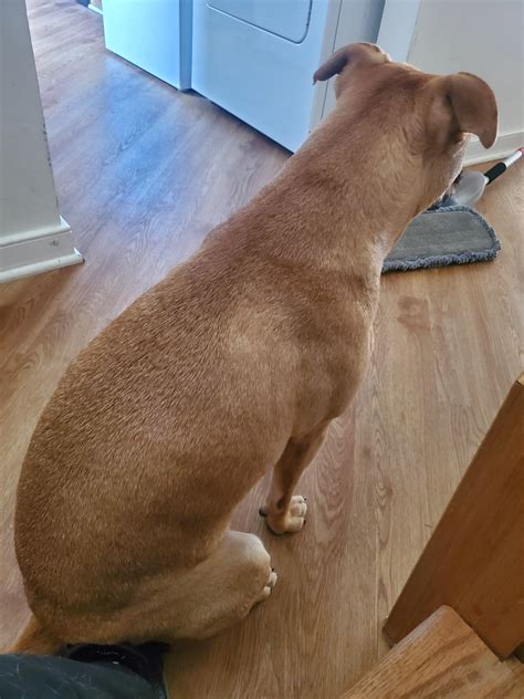 Why Do Dogs Sit On Your Feet