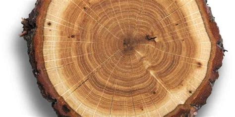 What Does Walnut Wood Smell Like