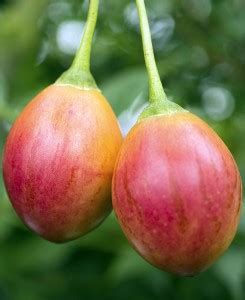 Тамарилло (Tamarillo Tree Tomato)