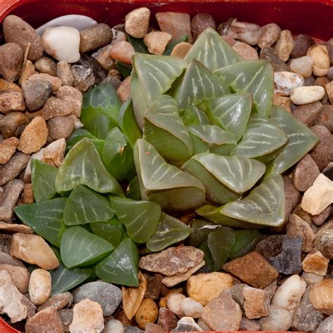 Gallery – The Haworthia Society