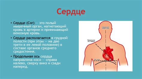 Сердце. Форма и поверхности сердца - online presentation