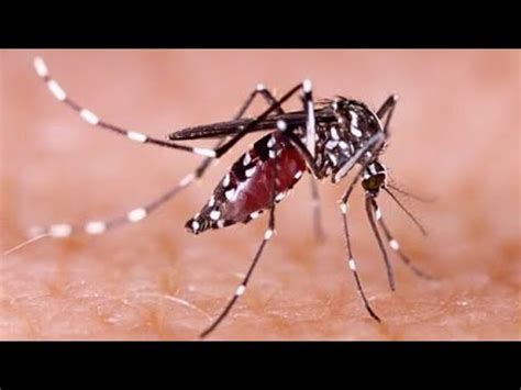 pembuatan ovitrap  alat seadanya youtube