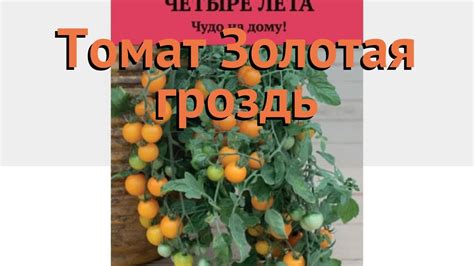 Томат обыкновенный Золотая гроздь (zolotaya grozd) 🌿 обзор: как сажать ...