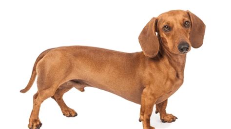 Best Small Brown Dog Breeds: Cute & Cuddly Companions!