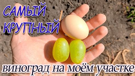 Самый КРУПНЫЙ ВИНОГРАД на моём участке. - YouTube