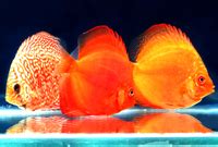 Assorted Discus – Al-Aquarium.com
