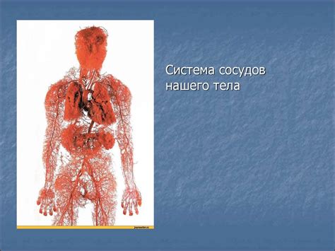 Кровообращение. Строение кровеносных сосудов - презентация онлайн