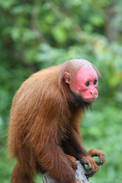 70+ Uakari Photos Stock Photos, Pictures & Royalty-Free Images - iStock