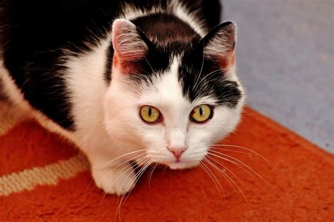 kucing hitam  putih foto gratis  pixabay pixabay
