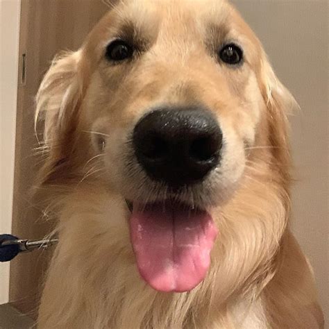 14 Great Facts About Golden Retrievers | Page 3 of 3 | PetPress