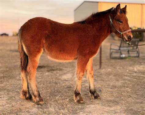 ponies and horses in Oklahoma | Gypsy cross weanling colt, he is ready