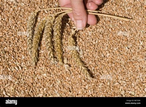 Harvested Wheat (Triticum spp) seeds or grain, and hand holding cut ...