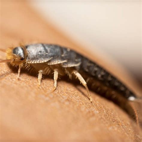 Silverfish Control Gold Coast - Coastal Pest and Hygiene Solutions