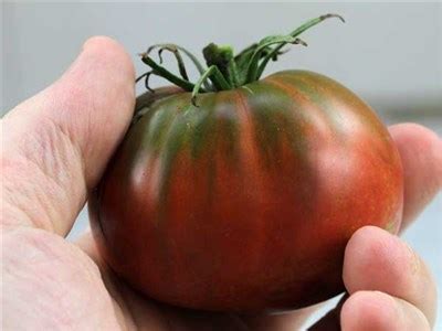 Амазонка шоколадная (Amazon Chocolate) - Tomato64