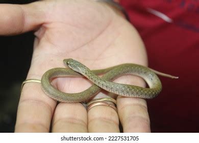Dhaman Royalty-Free Images, Stock Photos & Pictures | Shutterstock