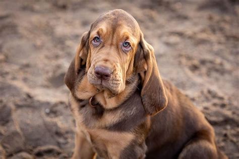 3 Beautiful Bloodhound Colors (With Pictures) – Dogster