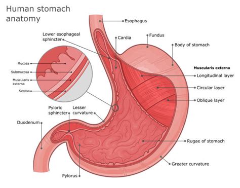 Layers Of The Stomach Stock Photos, Pictures & Royalty-Free Images - iStock
