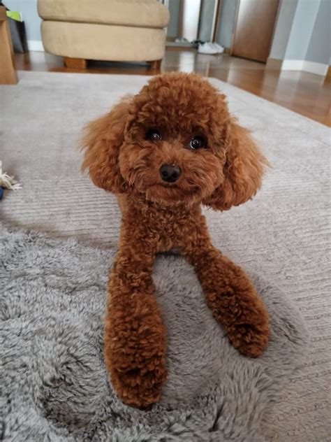 Galeria Pudel Toy | Hodowla Maltipoo