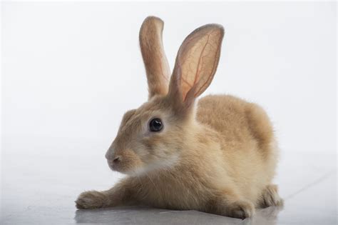 rabbit  image  dev memory maker  pixahivecom