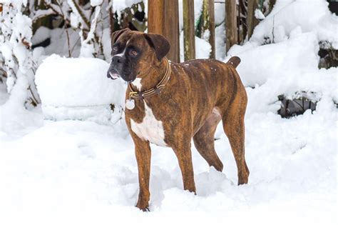 Brindle Boxer Dog: Appearance, Genetics, Temperament & More!