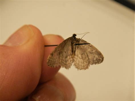 winter moth mystery islands sounder