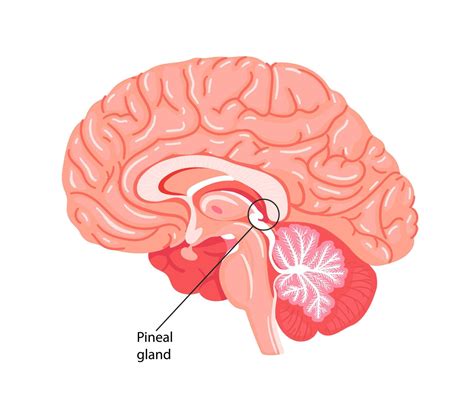 The pineal gland, conarium, or epiphysis cerebri. 10810344 Vector Art