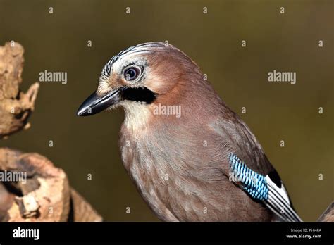 Jay detail hi-res stock photography and images - Alamy